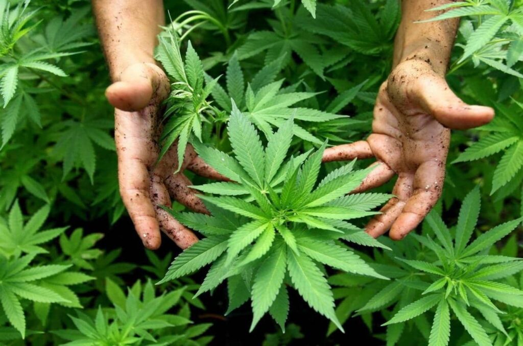 Hasta noviembre, en nuestro país la tenencia de semillas y plantas de cannabis era penada con hasta 15 años de prision.