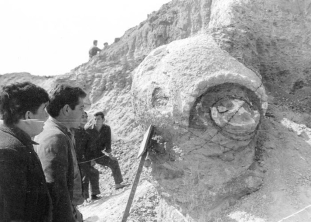 El gliptodonte encontrado en Carabassa en 1966.