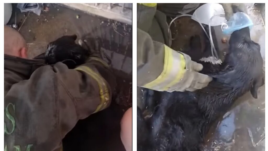 Bomberos hicieron RCP para salvarle la vida a un perro asfixiado en un incendio en Hurlingham