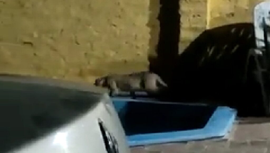 Video: terror en Longchamps por un puma suelto en una zona céntrica