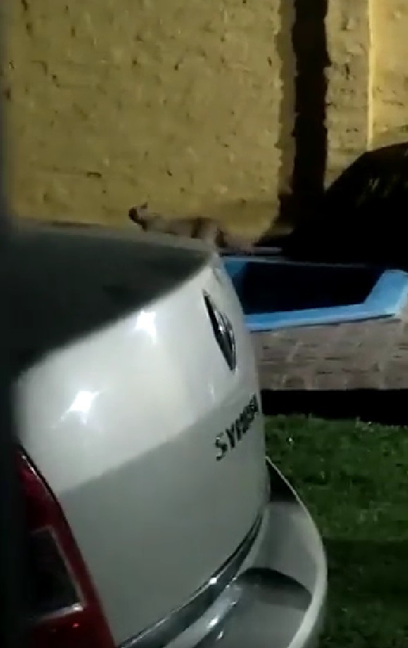 Video: terror en Longchamps por un puma suelto en una zona céntrica