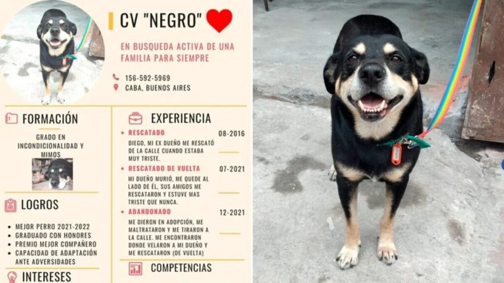 Negro Perro Velorio Dueño Mataderos Capital Federal