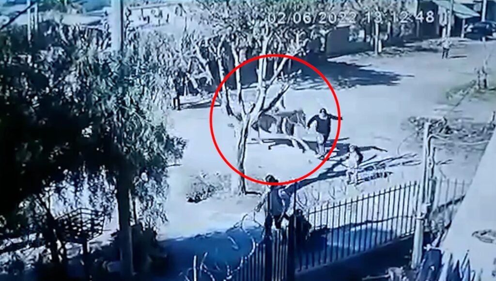 Terrible video en Monte Grande: un chico de 12 años atropelló con un caballo a dos mujeres y dejó a una en coma