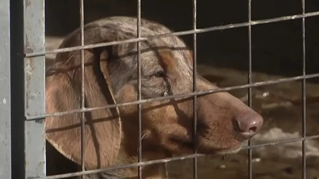 Rescataron a 100 perros salchicha de un criadero clandestino en Temperley: las espeluznantes prácticas por las que denunciaron a su dueño