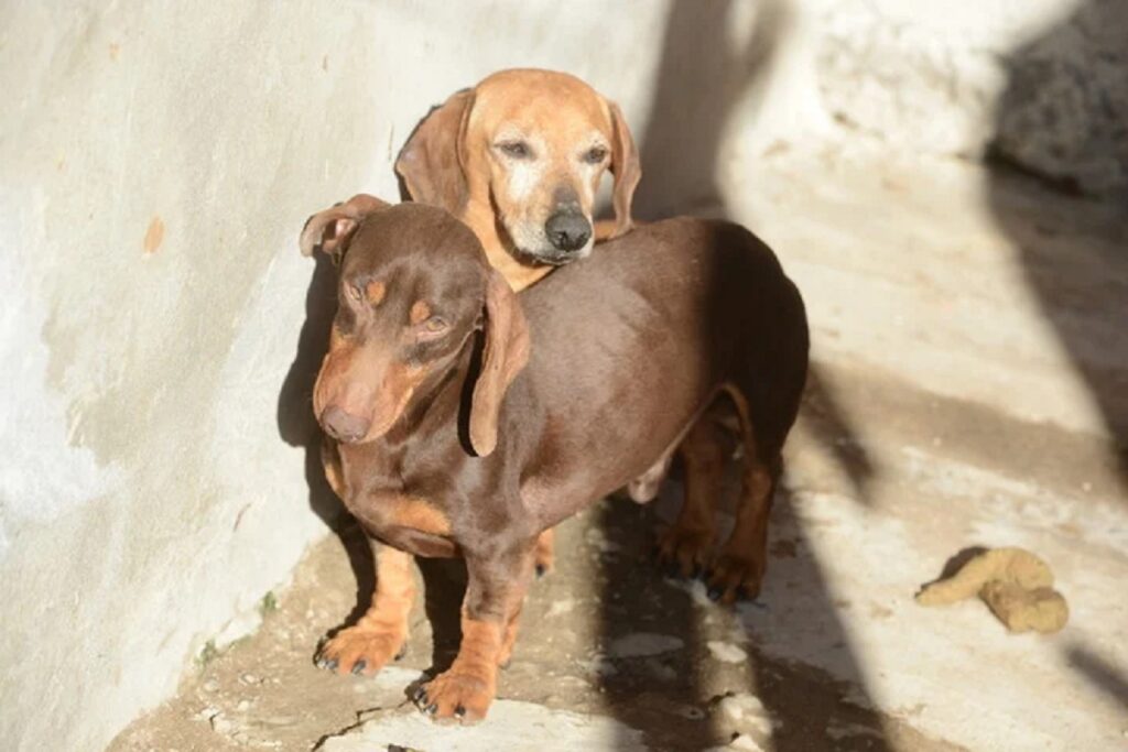 Rescataron a 100 perros salchicha de un criadero clandestino en Temperley: las espeluznantes prácticas por las que denunciaron a su dueño