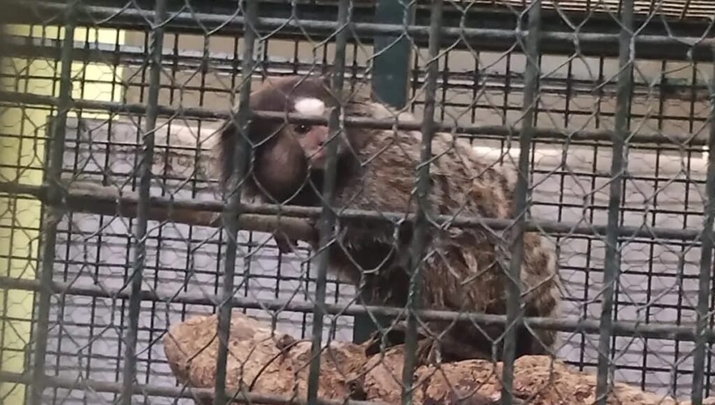 Monos Tití Vendidos Por Facebook Lanús