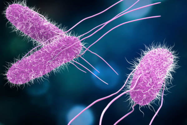 La Salmonella y la Shigella son dos bacterias similares que afectan el sistema intestinal. 