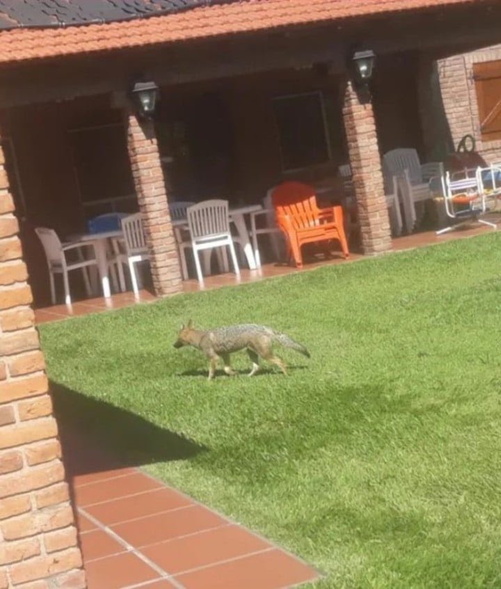 Los vecinos de Ezeiza están en alerta por la presencia de zorros que invaden barrios privados