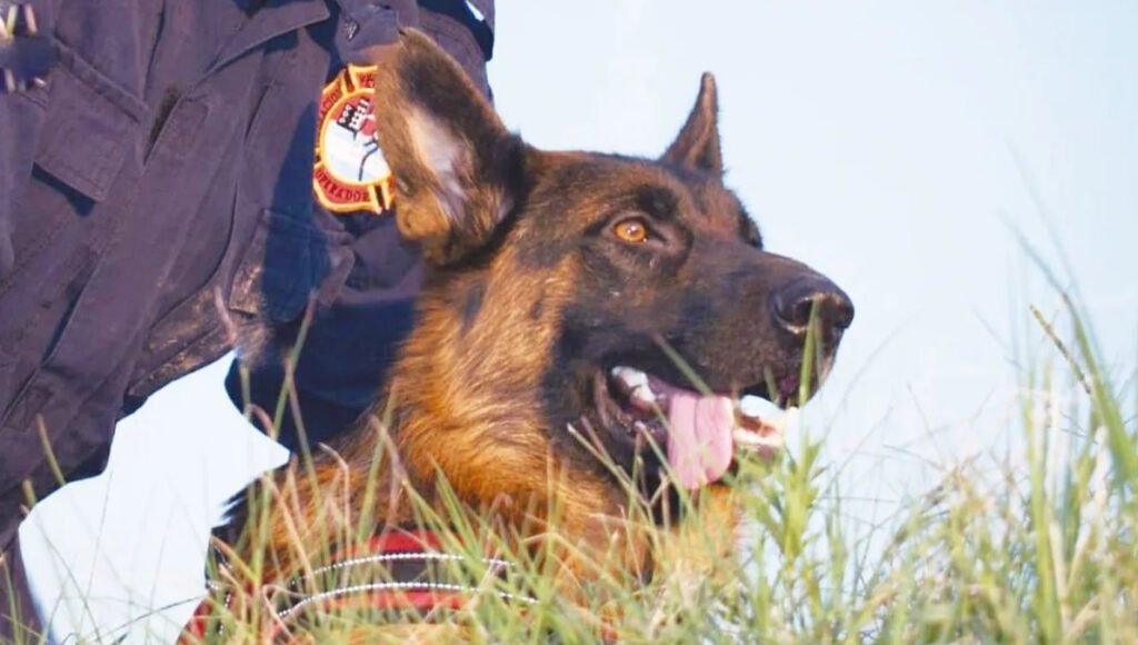 Bruce, perro, bomberos voluntarios, Monte Grande