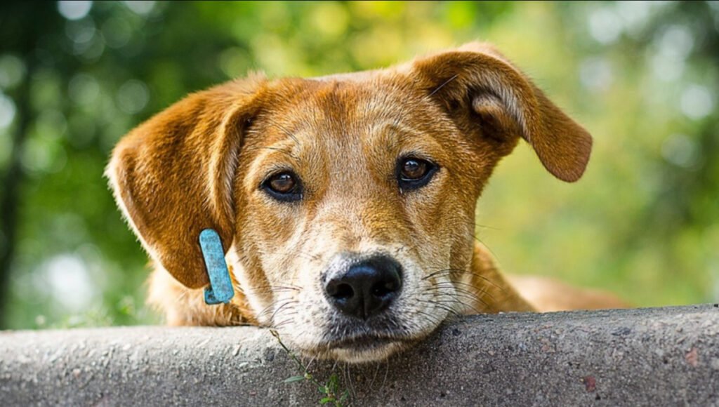 Berazategui inaugurará su propio monmumento al perro. El municipio es pionero en el GBA en cuestiones de sanidad animal.