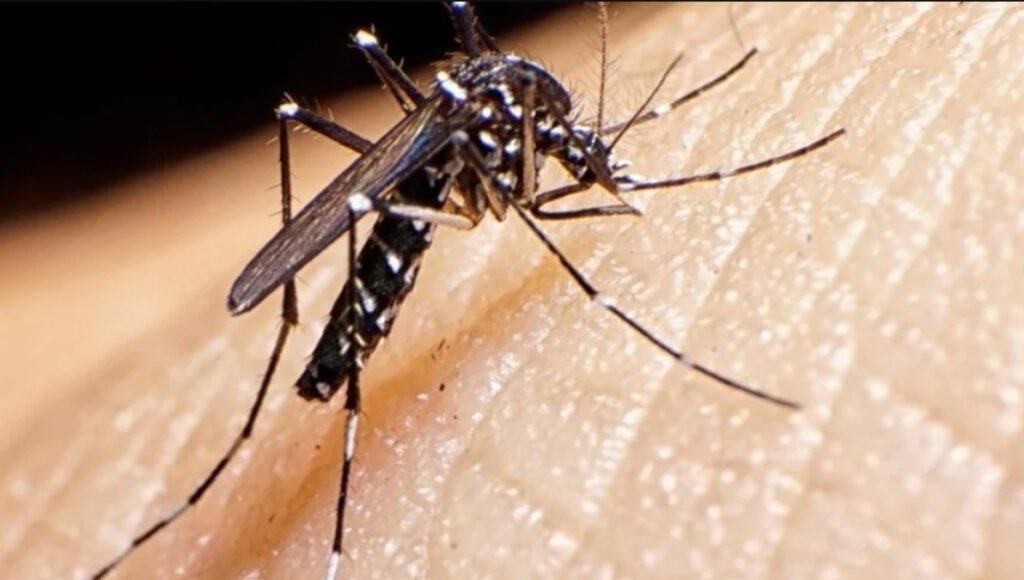 La ola de calor trajo un claro aumeto en los casos de dengue en todo el Conurbano bonaerense.