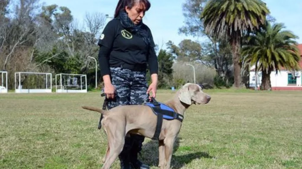 Bruno trabajó para la división canina de la Secretaría de Seguridad y Prevención del Municipio de Escobar.