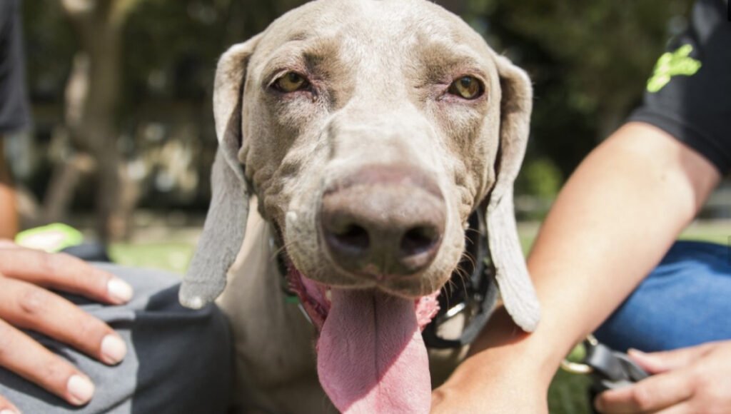 El perro Bruno trabajó en 283 casos junto a fuerzas de seguridad de Argentina y otros países del mundo. Es de Escobar y San Fernando le hizo una plaza en su honor.