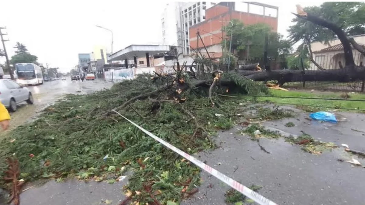 Uno de los tantos árboles caídos en el centro de Pilar, que entró en emergencia por 48 horas tras el temporal.