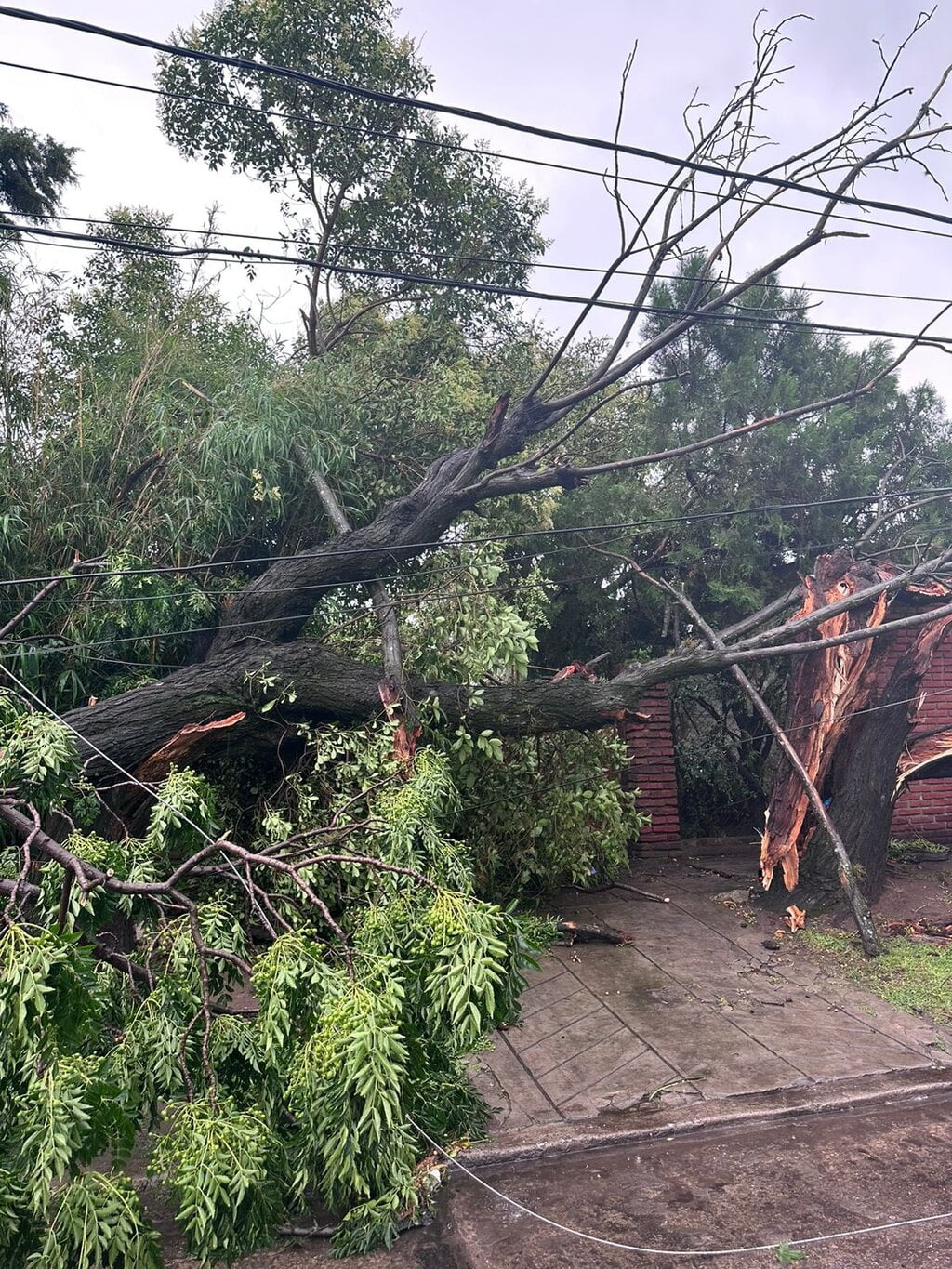Cortes de luz y destrozos por el temporal: cómo reclamar por la emergencia