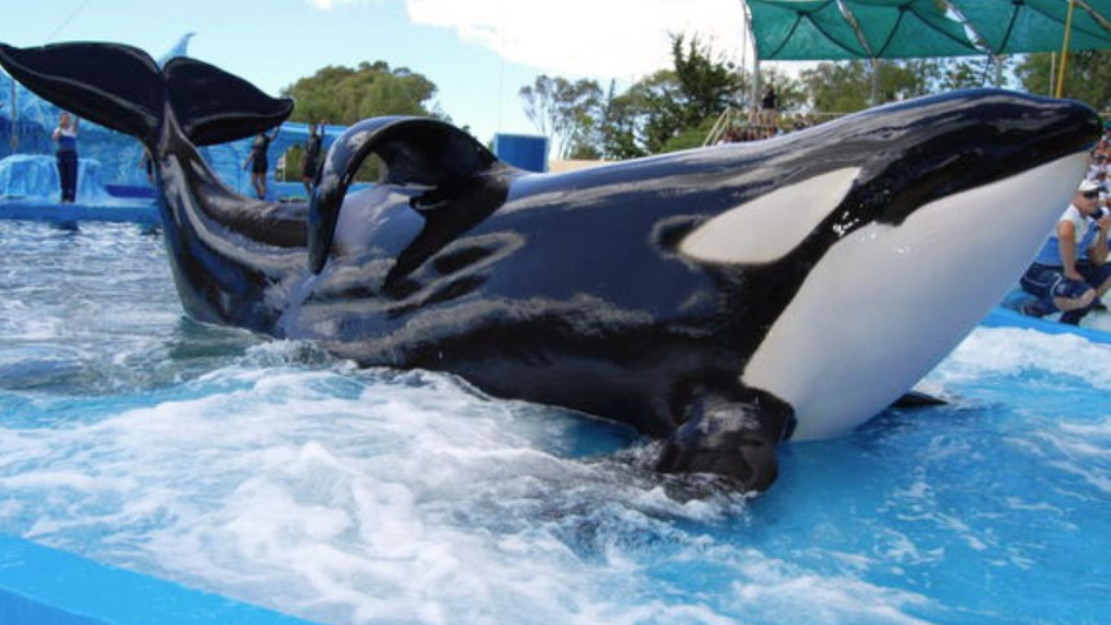 El show de orcas de Mundo Marino es ujno de los preferidos de los visitantes del complejo de San Clemente.