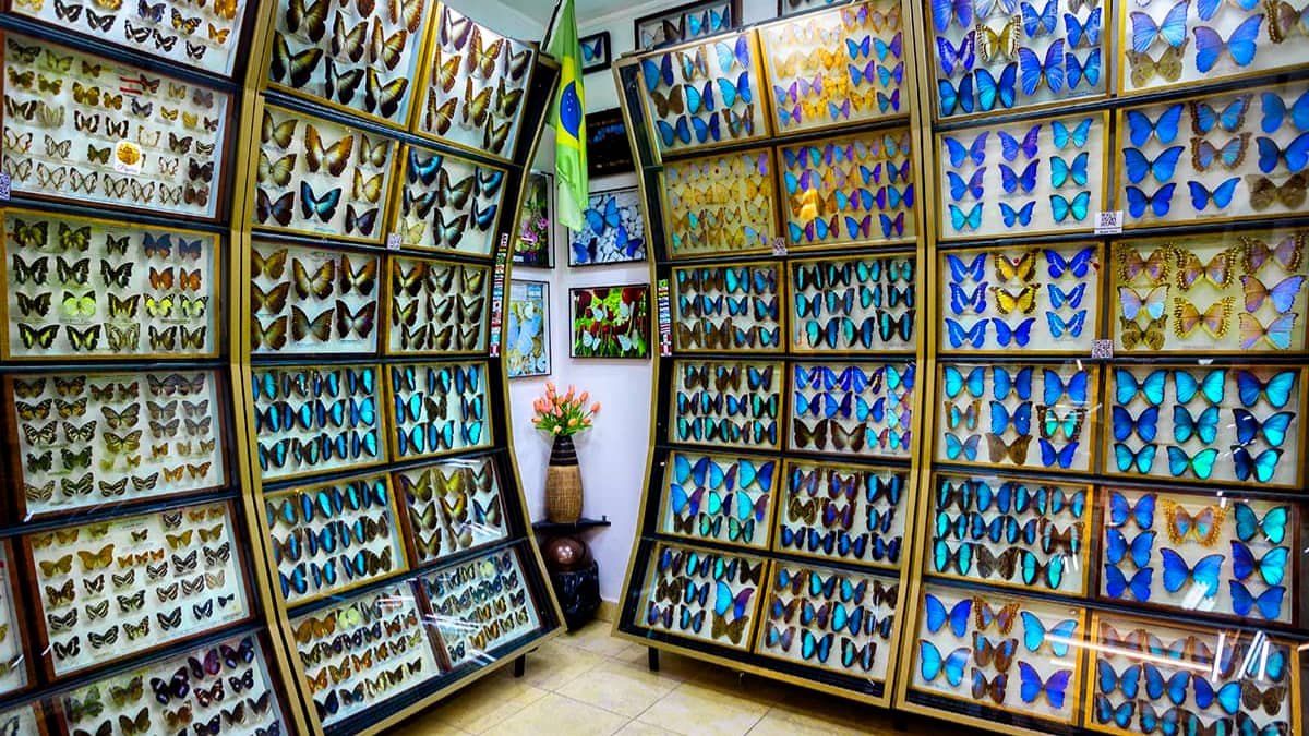 Museo Mariposas del Mundo, San Miguel
