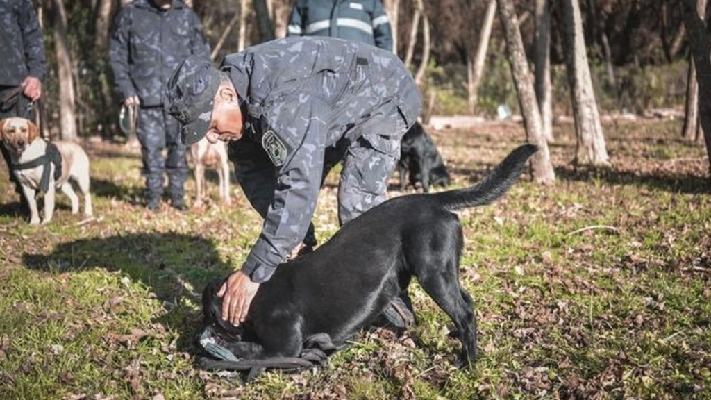 Escobar, División Canina