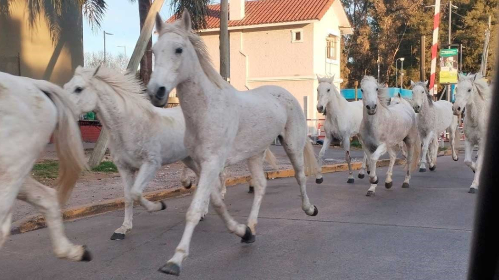 Caballos sueltos, autopista Panamericana