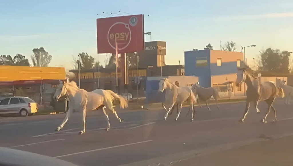 Caballos sueltos, autopista Panamericana