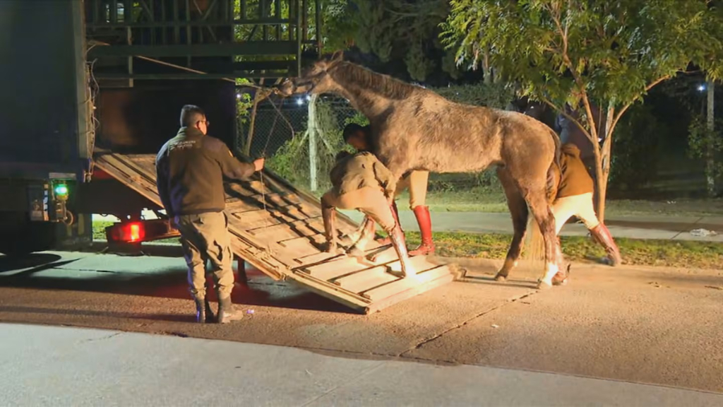 Caballos sueltos, autopista Panamericana