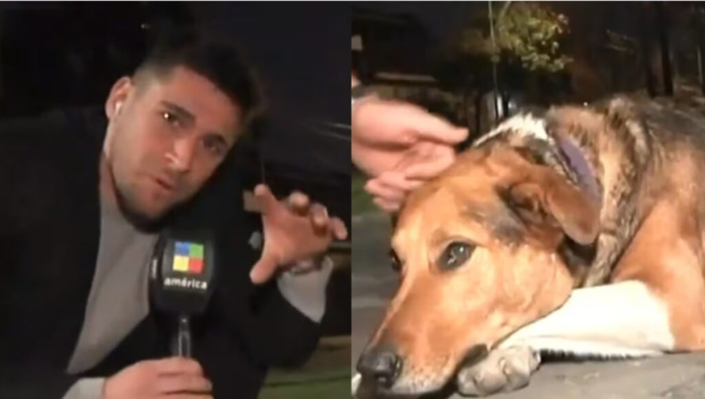 Gonzalo Sorbo y Bruno, el perro callejero de Valentín Alsina, protagonistas de un insólito video viral.