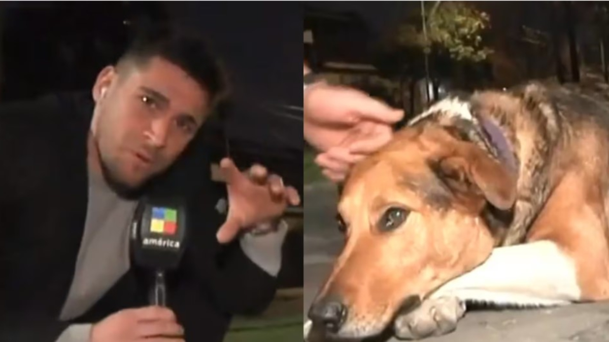 Gonzalo Sorbo y Bruno, el perro callejero de Valentín Alsina, protagonistas de un insólito video viral.
