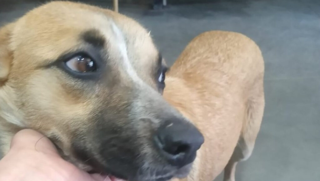 Cariñosa y en celo, la perra espera por una familia que la adopte tras la muerte de su dueño en las vías de José C. Paz.
