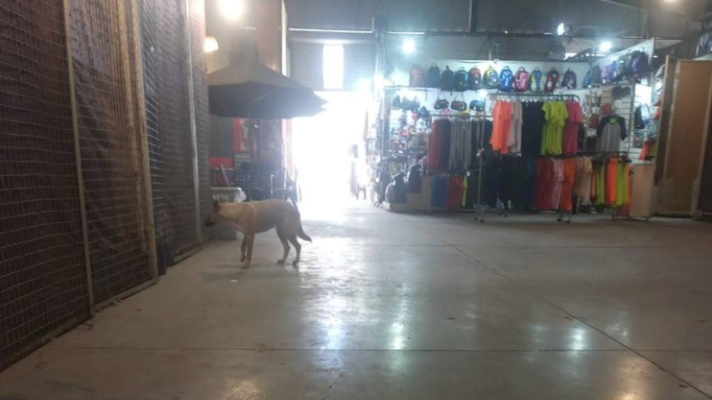 La perra deambuló por las inmediaciones de la estación José C. Paz del tren San Martín.