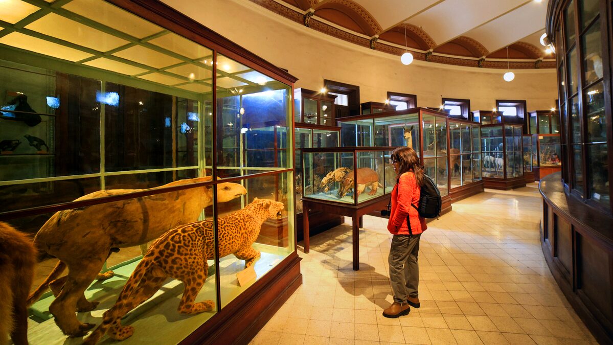 La Plata, Museo de Ciencias Naturales