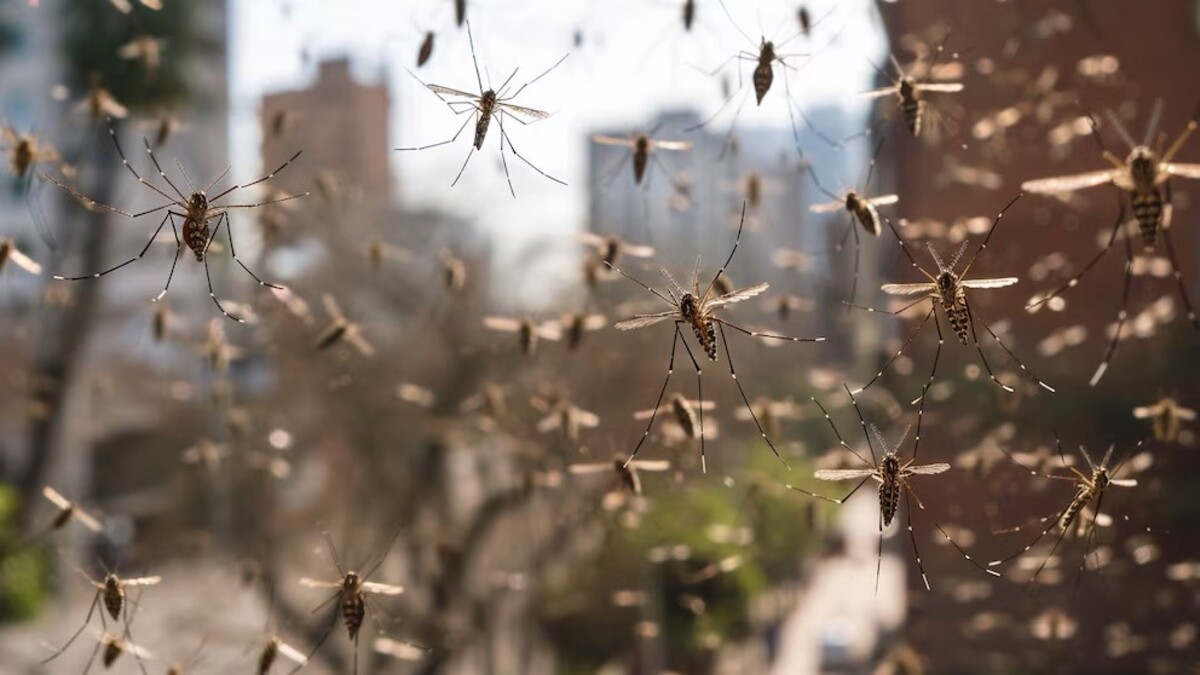 UNSAM contra el dengue