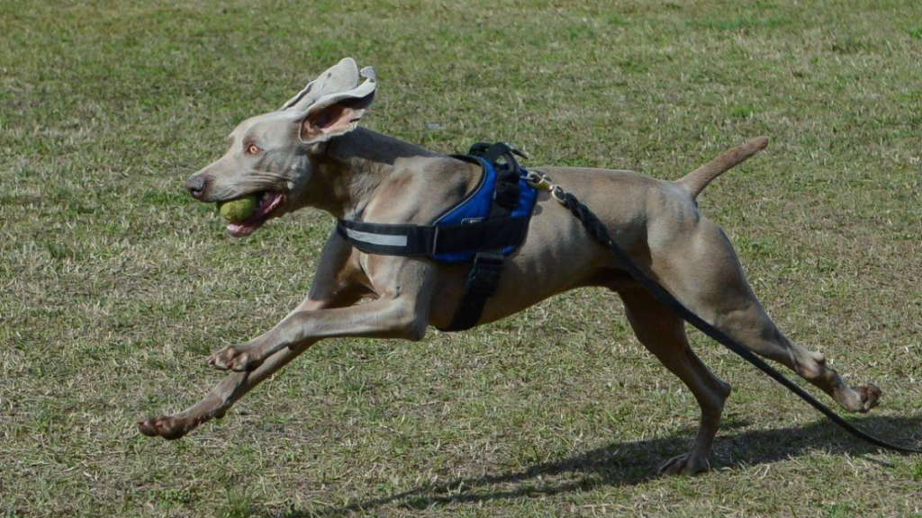 Bruno, el perro rescatista de Escobar que trascendió fronteras con sus heroicos rastreos gracias a su olfato privilegiado. Falleció a los 12 años y los vecinos lo recordaron en redes.