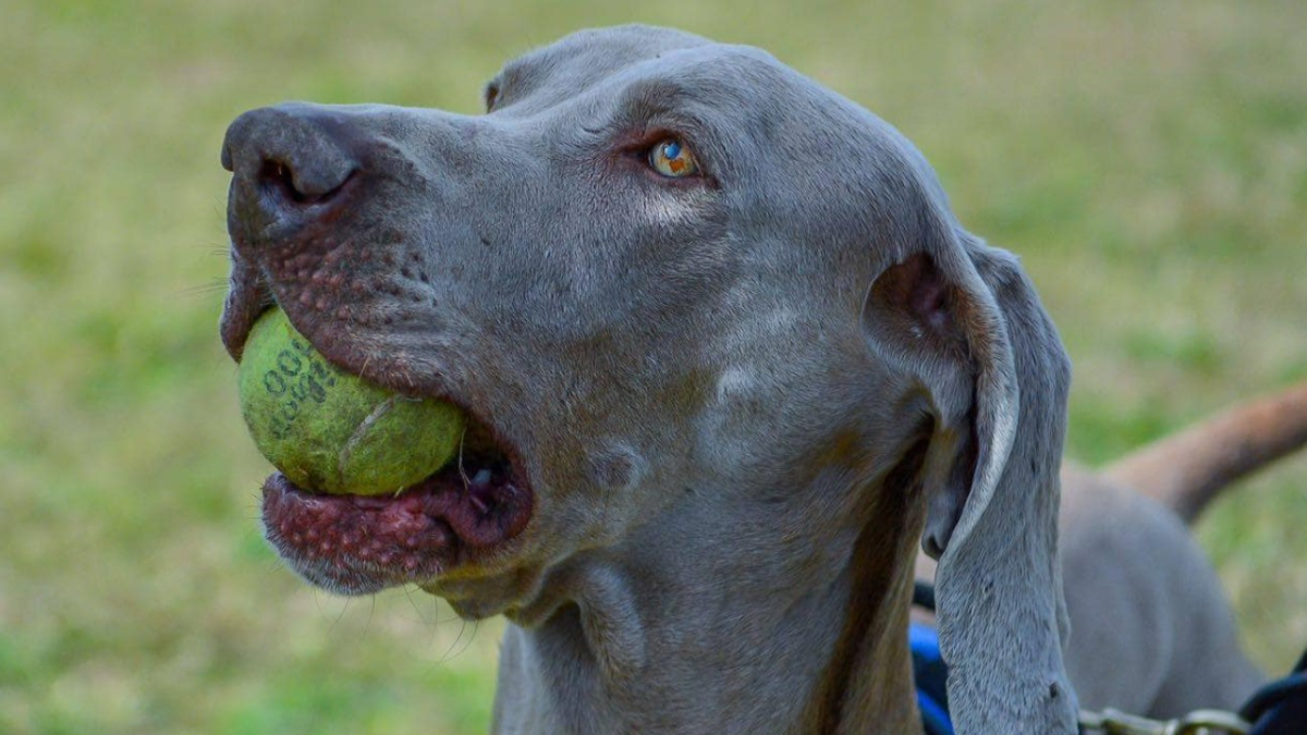 Bruno, el perro rescatista de Escobar que trascendió fronteras con sus heroicos rastreos gracias a su olfato privilegiado.  Falleció a los 12 años y los vecinos lo recordaron en redes.