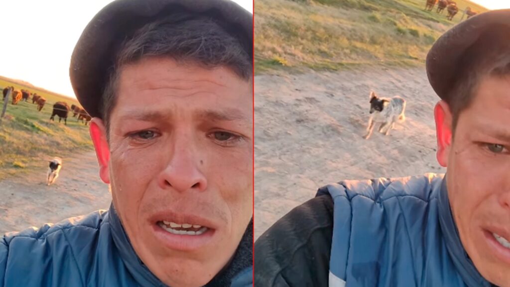 San Vicente, peón de campo, perro