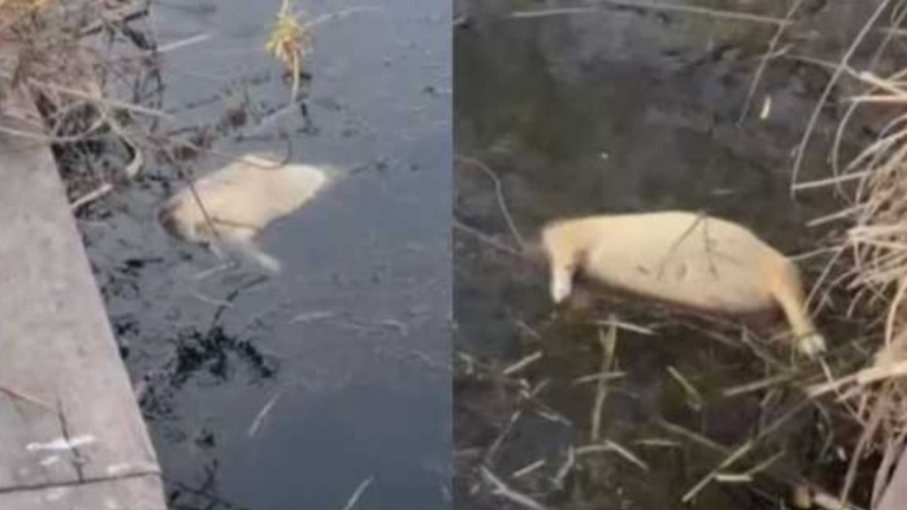 La aparición de carpinchos muertos en Nordelta volvió a poner el tema en el tapete en los últimos días.