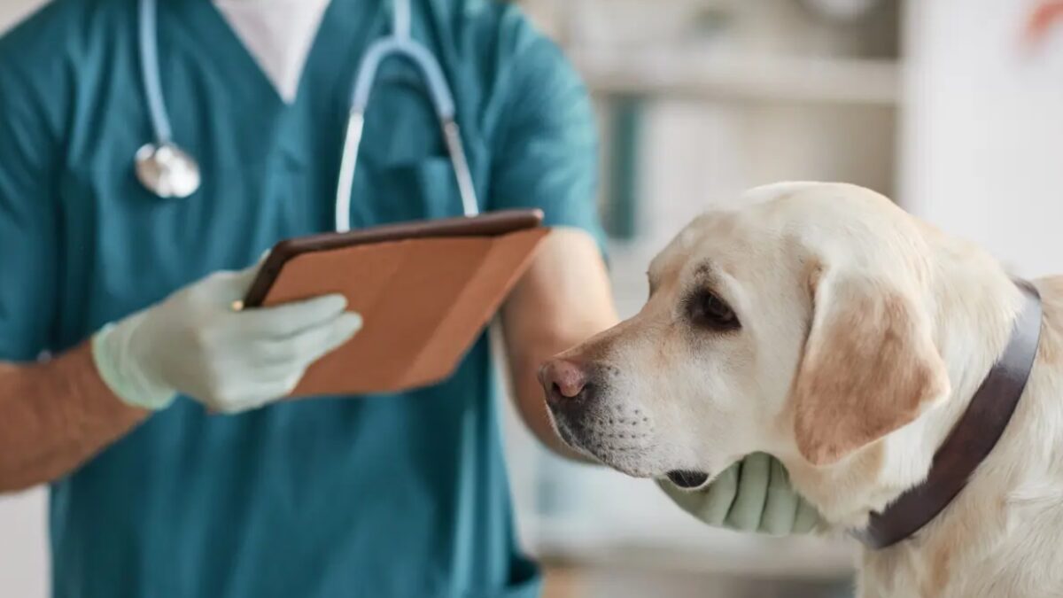 Monte Grande, Hospital Veterinario Municipal