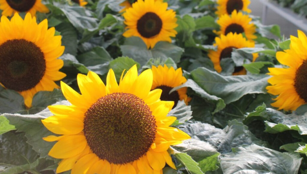 El girasol será la máxima estrella de la Fiesta de la Flor de Escobar en este 2025, que por primera vez en años no se realizará para la primavera.