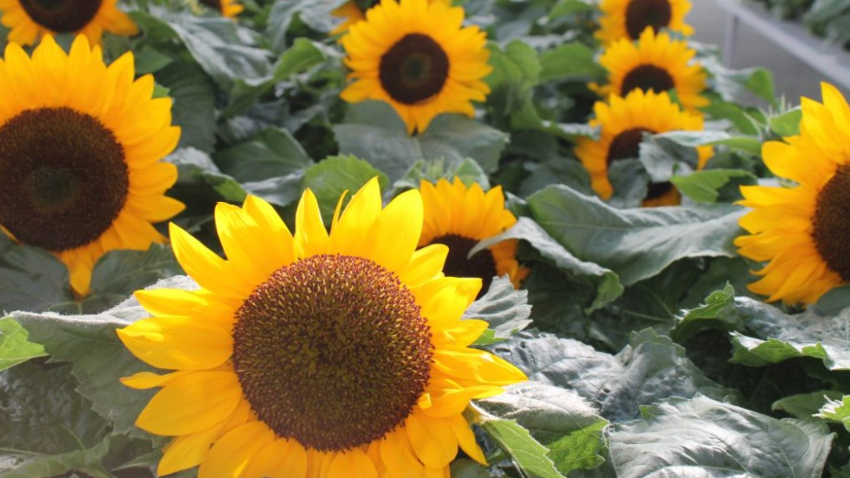 El girasol será la máxima estrella de la Fiesta de la Flor de Escobar en este 2025, que por primera vez en años no se realizará para la primavera.