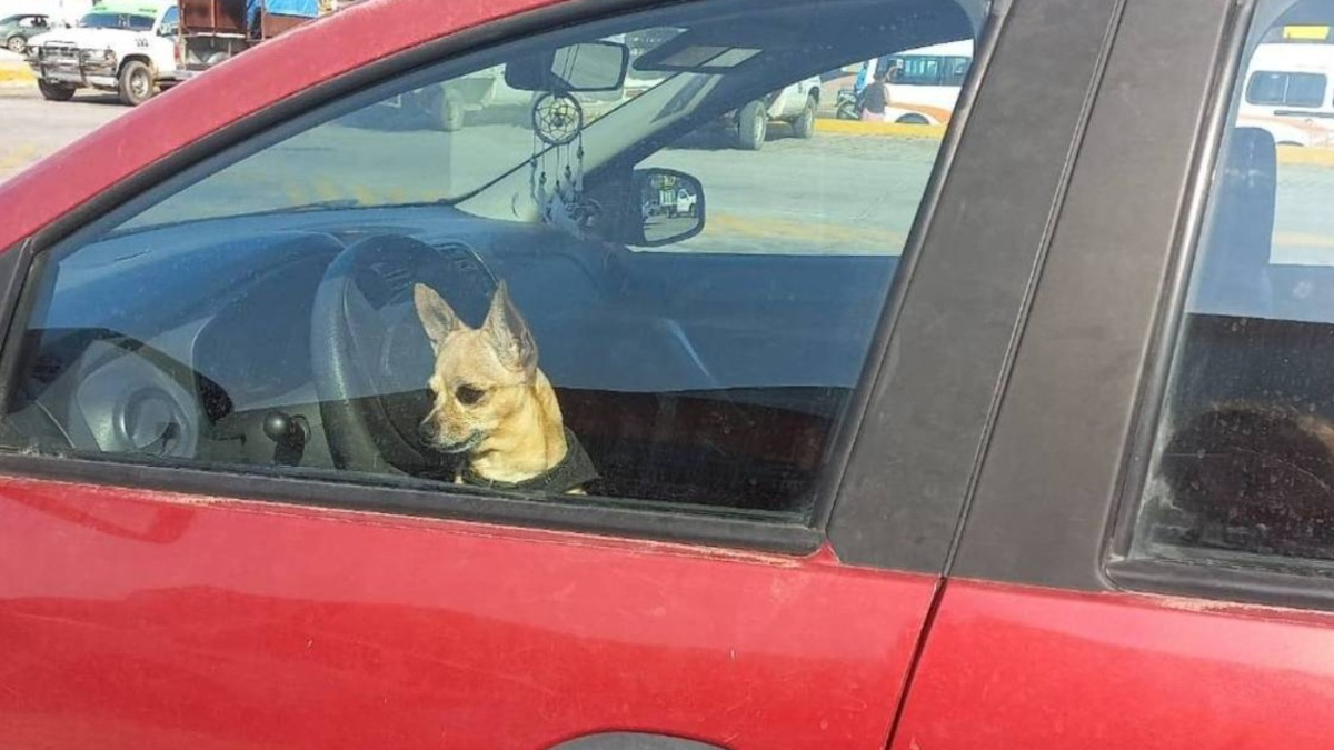 En CABA fue aprobada una nueva ley para endurecer controles y penas para actos de maltrato animal.