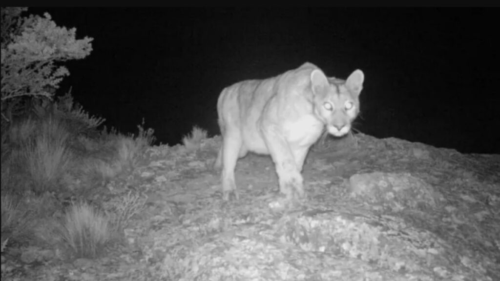 El puma avistado en el barrio Los Jazmines de Pilar del Este fue detectado por las cámaras de seguridad durante la madrugada.