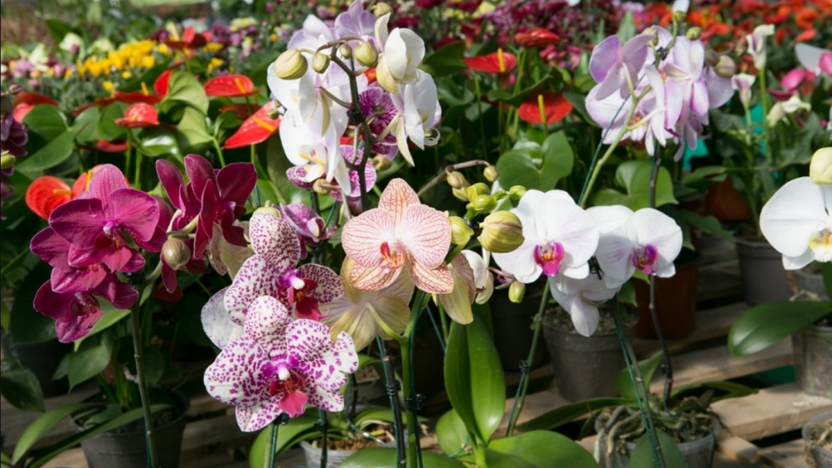 La tradicional Fiesta de la Flor se desarrollará en el Predio Floral de Belén de Escobar, ubicado en Mateo Gelves 1050.
