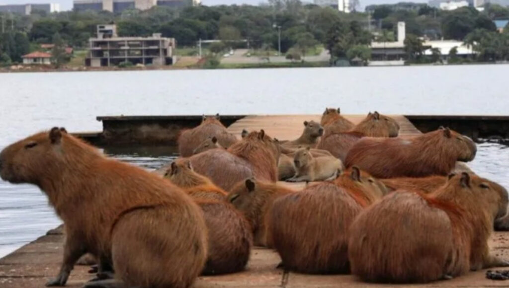Carpinchos en Nordelta: la Justicia prohibió la castración de los roedores y otra serie de medidas a favor de los animales. Los vecinos del lujoso barrio, en alerta,.