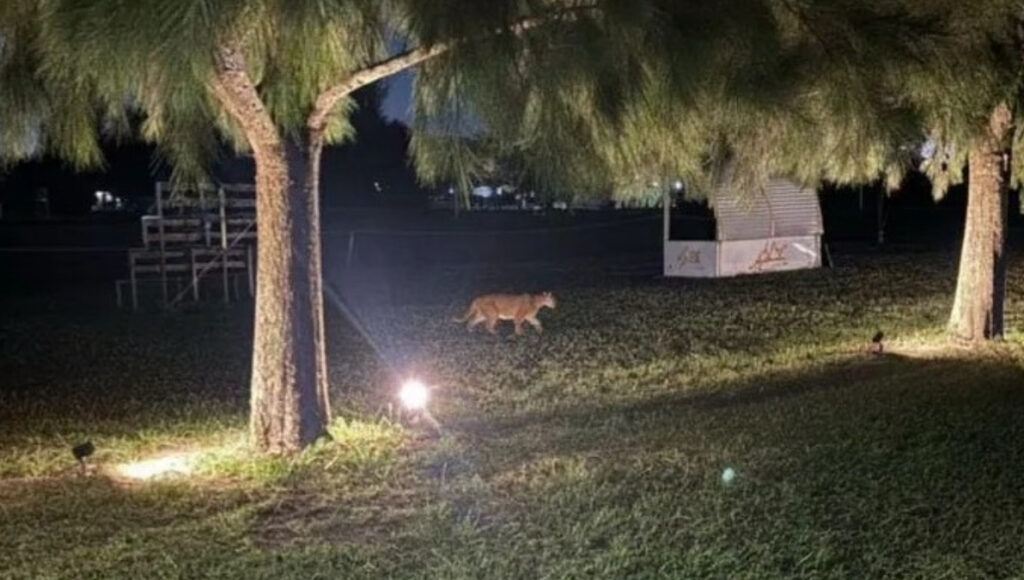 El puma avistado en las últimas horas en el country Altos de Campo Grande de Pilar sería el mismo que fue divisado en septiembre en el barrio Los Jazmines.