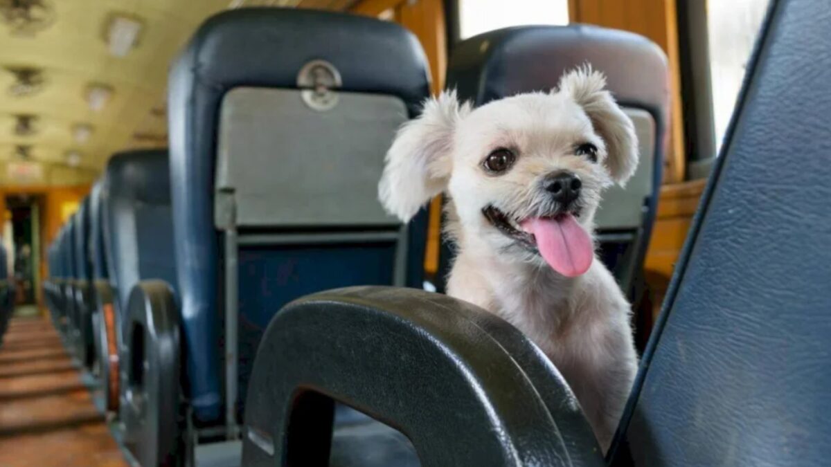 mascotas, trenes y micros, larga distancia