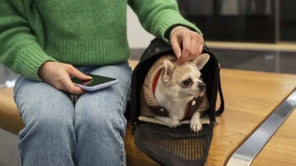 mascotas, trenes y micros, larga distancia