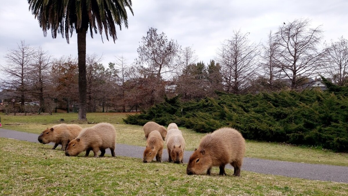 carpinchos, Nordelta