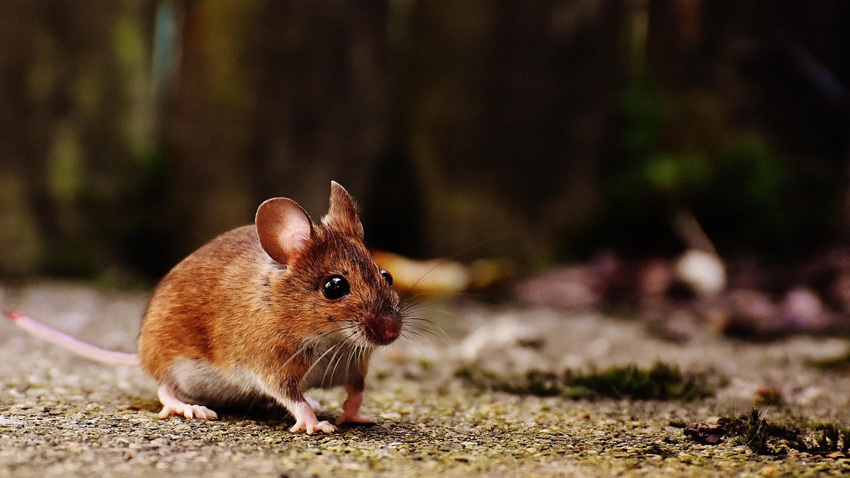 Hantavirus, Provincia, Conurbano, Salud
