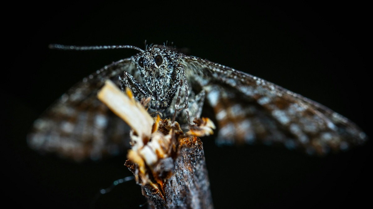 Polillas negras, Tigre, Buenos Aires, Escobar