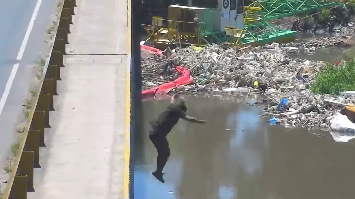 Tigre, video, mujer, río, arroyo, Troncos del Talar