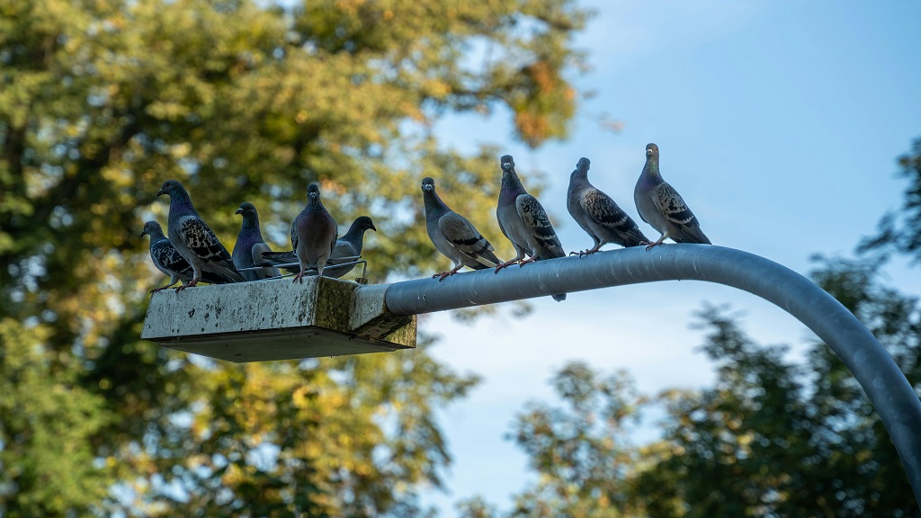 Paloma mensajera, Benavídez